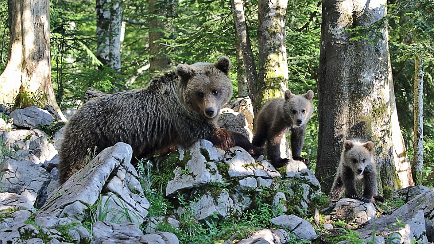 J16_1478 Mother and cubs.jpg